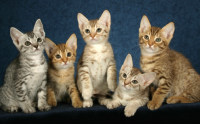 katten